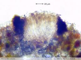 Attēlu rezultāti vaicājumam “Opegrapha rufescens”