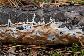 Attēlu rezultāti vaicājumam “Gloeoporus taxicola”