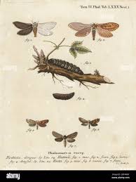 Attēlu rezultāti vaicājumam “Phymatopus hecta”