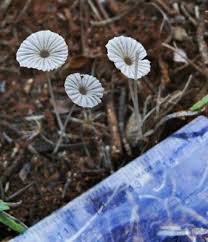 Attēlu rezultāti vaicājumam “Coprinus sp.”