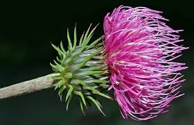 Image result for Alpendistel