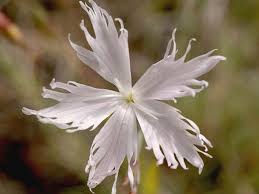Attēlu rezultāti vaicājumam “Dianthus arenarius bud”
