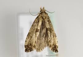 Attēlu rezultāti vaicājumam “Morophaga choragella”