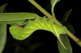 Attēlu rezultāti vaicājumam “Sphinx ligustri”