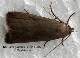 Attēlu rezultāti vaicājumam “Hypenodes humidalis”