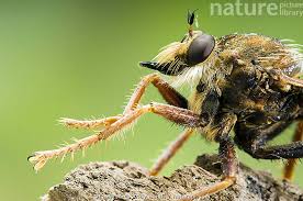 Attēlu rezultāti vaicājumam “Asilus crabroniformis”