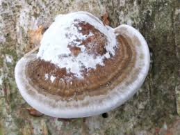 Attēlu rezultāti vaicājumam “Daedaleopsis confragosa”