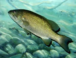 Image result for Micropterus dolomieu