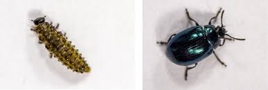 Attēlu rezultāti vaicājumam “Phaedon cochleariae”