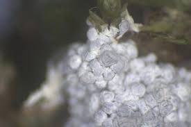 Attēlu rezultāti vaicājumam “Physarum alexandrowiczii spores”