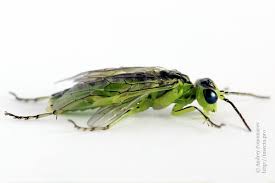 Attēlu rezultāti vaicājumam “Rhogogaster viridis”