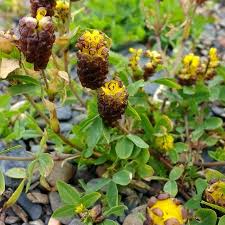 Attēlu rezultāti vaicājumam “Trifolium spadiceum flower”
