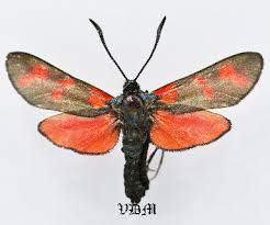 Attēlu rezultāti vaicājumam “Zygaena filipendulae”