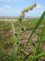 Attēlu rezultāti vaicājumam “Sparganium erectum aggr.”