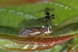 Attēlu rezultāti vaicājumam “Membracidae”