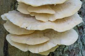 Attēlu rezultāti vaicājumam “Climacocystis borealis”