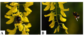 Attēlu rezultāti vaicājumam “Laburnum anagyroides flower”
