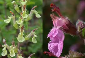 Attēlu rezultāti vaicājumam “Labiatae”