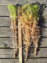 Attēlu rezultāti vaicājumam “Sphagnum palustre”