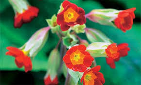 Attēlu rezultāti vaicājumam “Primula x margotae”