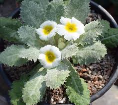 Attēlu rezultāti vaicājumam “Primula”