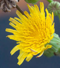 Attēlu rezultāti vaicājumam “Sonchus asper flower”
