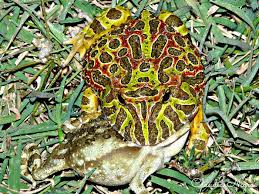 Image result for Ceratophrys ornata