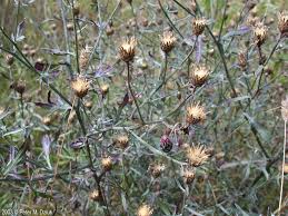 Attēlu rezultāti vaicājumam “Centaurea stoebe fruit”