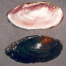 Attēlu rezultāti vaicājumam “Lignydium muscorum macro”