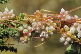 Attēlu rezultāti vaicājumam “Cuscuta europaea flower”