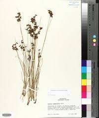 Attēlu rezultāti vaicājumam “Juncus compressus fruit”