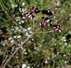 Attēlu rezultāti vaicājumam “Torilis japonica”