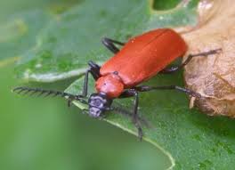 Attēlu rezultāti vaicājumam “Pyrochroa coccinea”