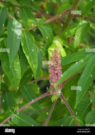 Attēlu rezultāti vaicājumam “Rhus typhina flower”