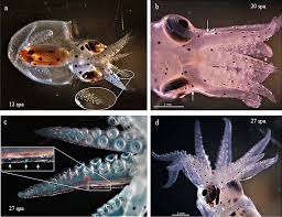 Image result for Octopus vulgaris