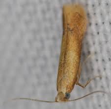 Attēlu rezultāti vaicājumam “Tischeriidae”