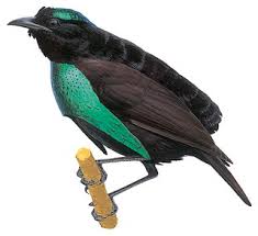 Attēlu rezultāti vaicājumam “Lophozia capitata”