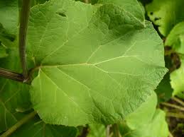 Attēlu rezultāti vaicājumam “Arctium tomentosum leaf”