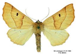 Attēlu rezultāti vaicājumam “Crocallis elinguaria”