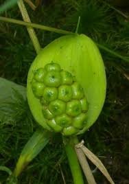 Attēlu rezultāti vaicājumam “Calla palustris leaf”