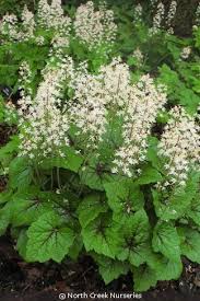 Attēlu rezultāti vaicājumam “Bayeriola thymicola”