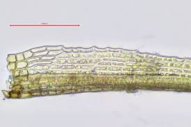 Attēlu rezultāti vaicājumam “Seligeria pusilla”