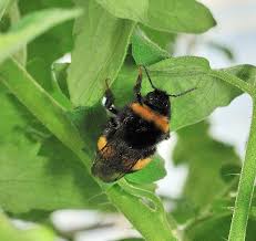 Attēlu rezultāti vaicājumam “Blepharidopterus angulatus imago”