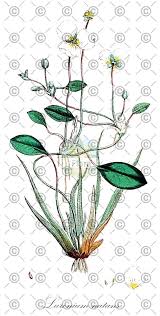 Attēlu rezultāti vaicājumam “Alisma plantago-aquatica fruit”