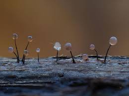 Attēlu rezultāti vaicājumam “Comatricha alta spores”