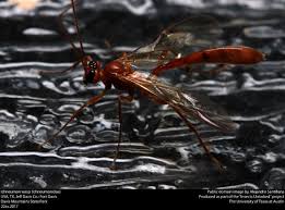 Attēlu rezultāti vaicājumam “Ichneumonidae”