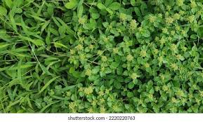 Attēlu rezultāti vaicājumam “Medicago lupulina leaf”