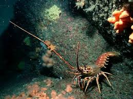 Image result for Palinurus elephas