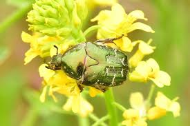 Attēlu rezultāti vaicājumam “Potosia cuprea imago”