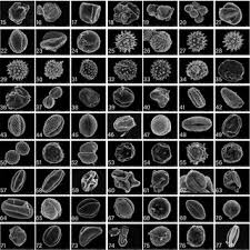 Attēlu rezultāti vaicājumam “Hadula trifolii larva”
